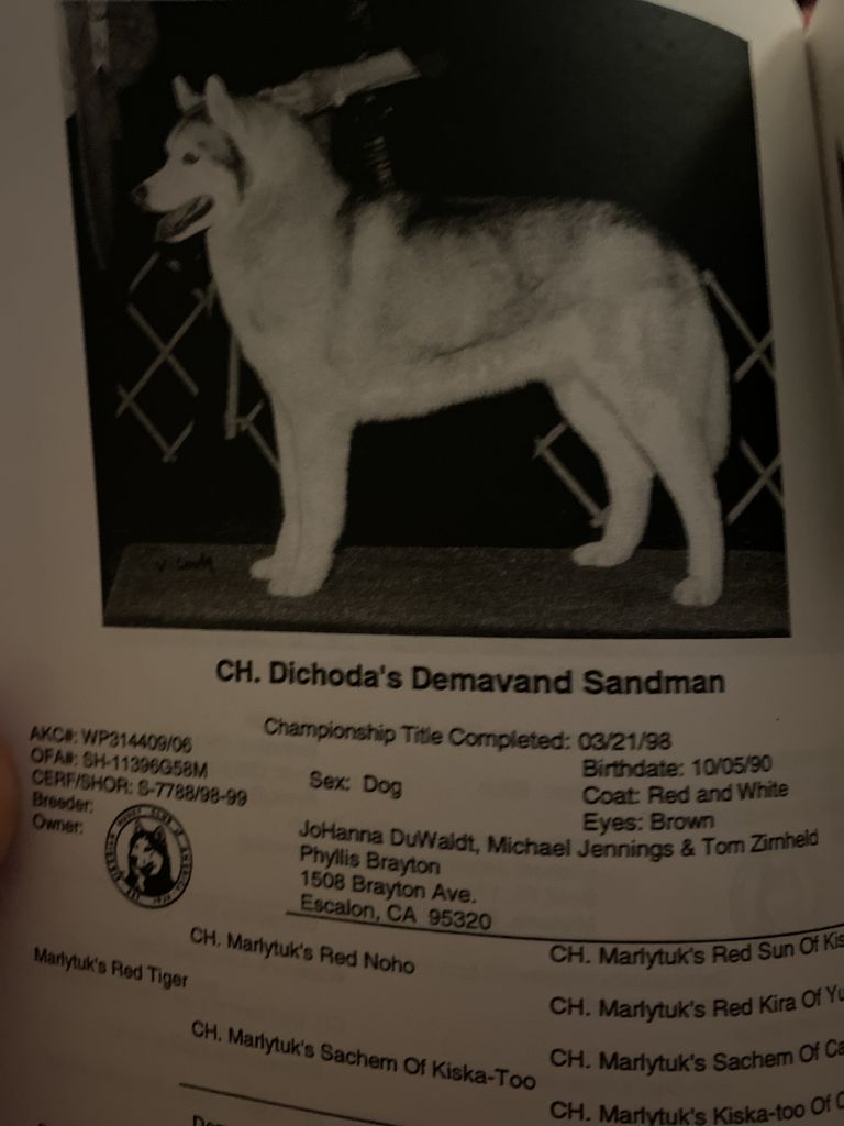 Photo of Dichoda’s Demavand Sandman
