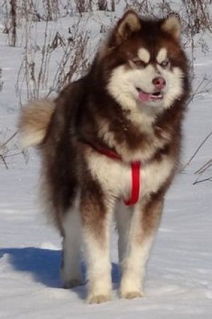 Photo of Severniy Veter Chara