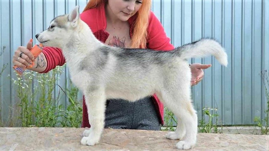 Photo of COTTON CANDY TRANSYLVANIAN BLACKDEMONS