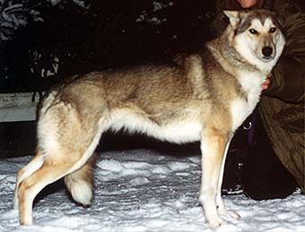 Photo of Avatac’s Brave Ulveline