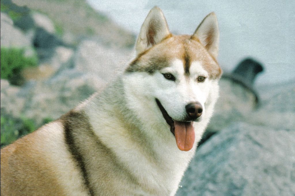 Photo of Airwild’s Wilkitsk