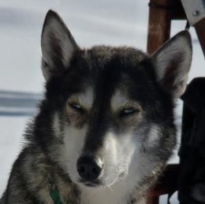Photo of Fenrisulven Sigyn