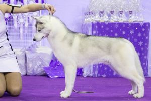 Photo of Husky Haven Whiting Napoleon