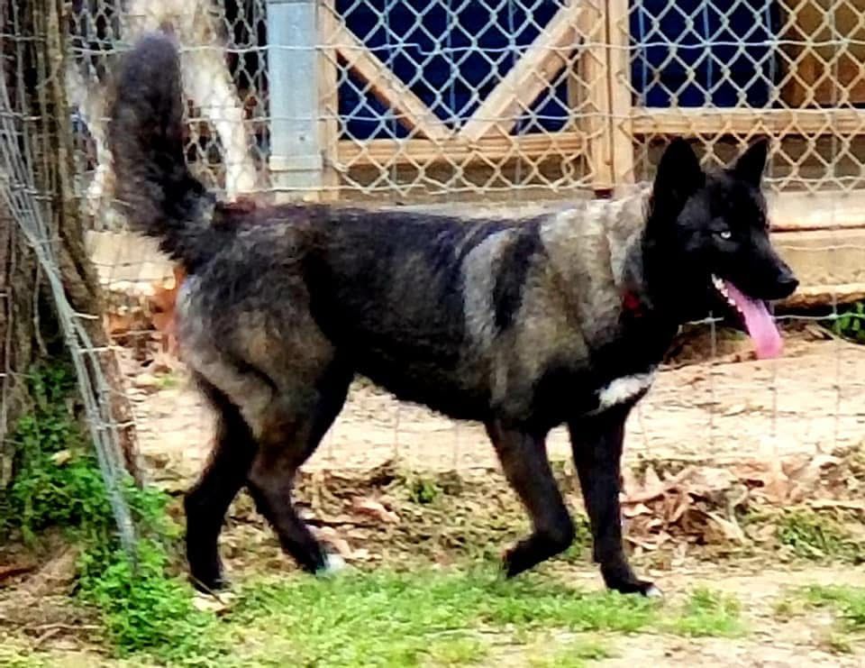 Photo of Bentleys Mystic Raven
