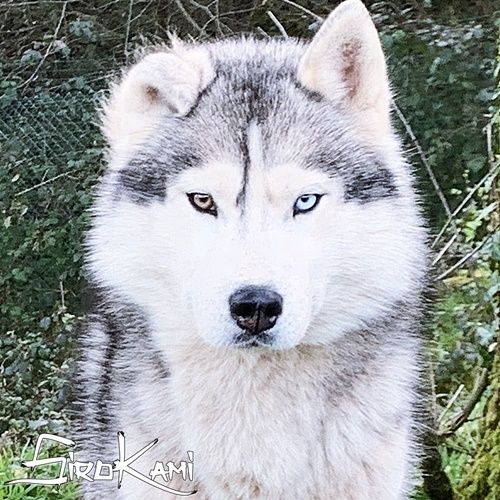 Photo of Sherkan del Sirokami