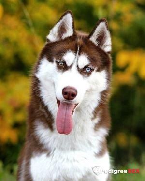 Photo of Nord Fantasy Triumf Braun Dog Snow