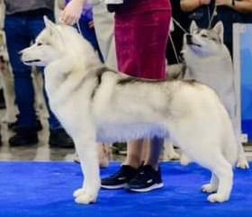 Photo of Grand Siberian Belun