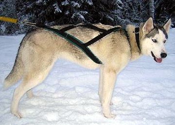 Photo of Arctic Soul Yemaya