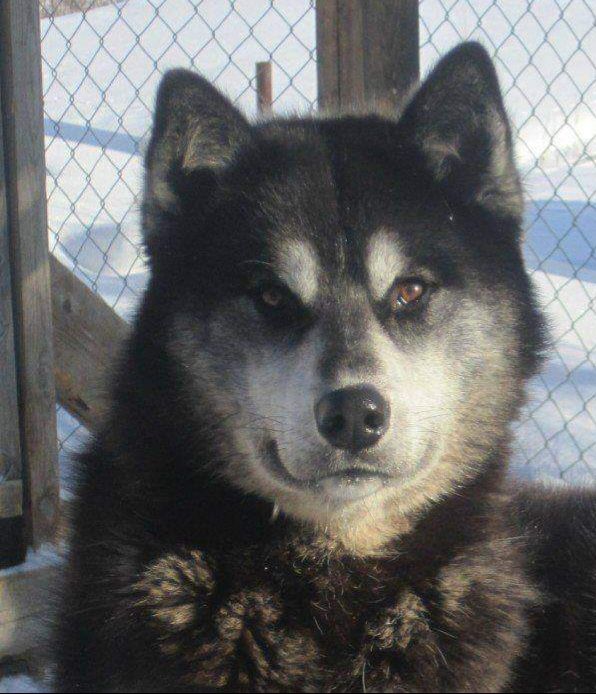 Photo of Vox Celesta’s Kiviuq