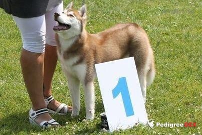 Photo of Snow Winner Gabiano Con Ali D Oro