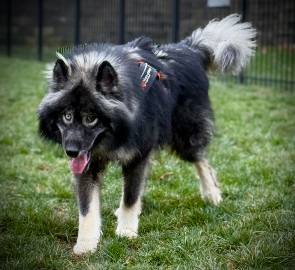 Photo of Moonlight Howl’s Zircon of the Tundra