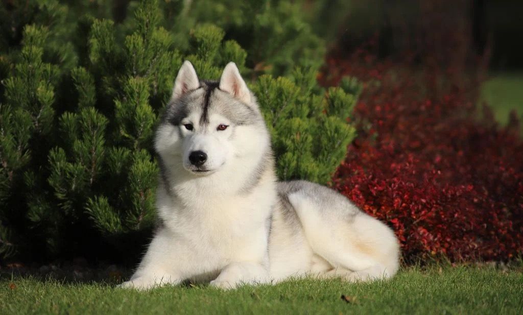 Photo of Outstanding Gentleman Of Nordic Forest