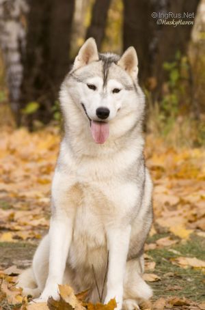 Photo of Husky Haven Empire Of The Day
