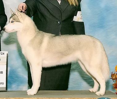 Photo of Mirage’s Prima Donna