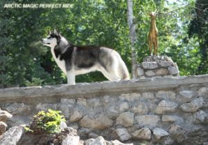 Photo of Arctic Magic Perfect Ride