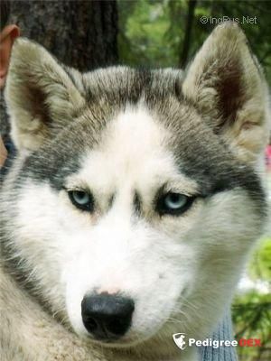 Photo of Lusi s Akulovoy Gory