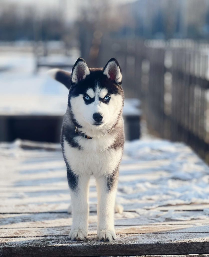 Photo of Wolf Leader Daddy's Girl