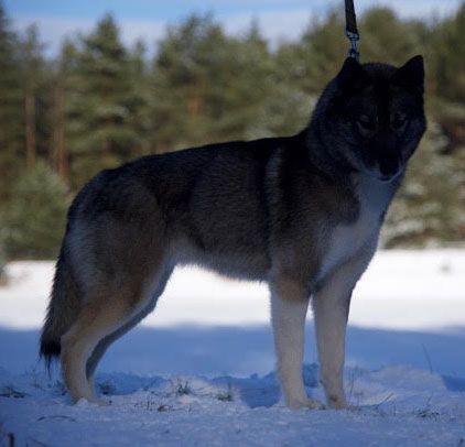 Photo of ASTARTE WOLF Anana Amarok