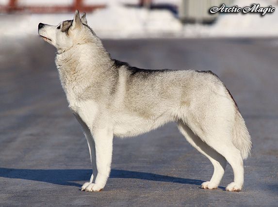 Photo of Arctic Magic A Wonder Beauty
