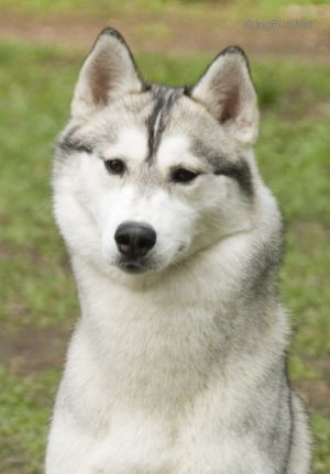 Photo of Husky Haven Sambuca