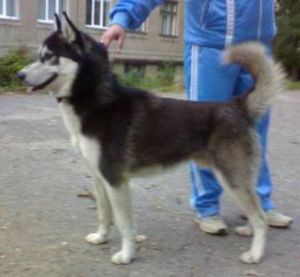 Photo of Ayron