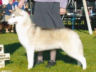Photo of Bain's Northern Jackson Triggs