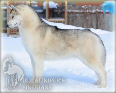 Photo of Asti Dog House Sylmarille For Laitkiper