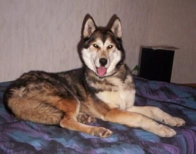 Photo of Arctic Soul Myth