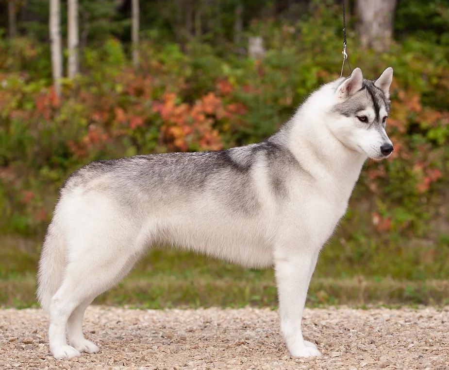 Photo of Rockyview Nanook Polar Diamond