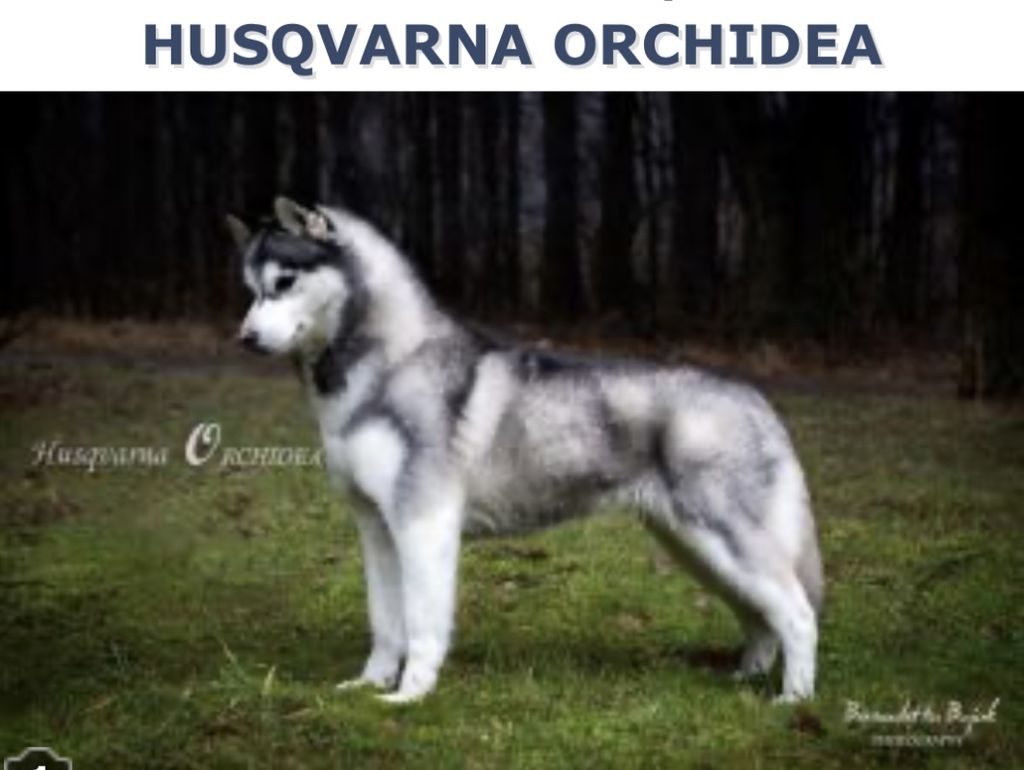 Photo of Husqvarna Orchidea