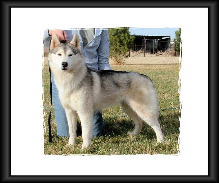 Photo of Highlander’s Apache Summer