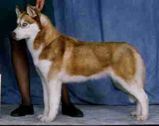 Photo of Scimitara’s Cinnamon Twyst