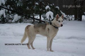 Photo of Mcahon Hatti-Watti