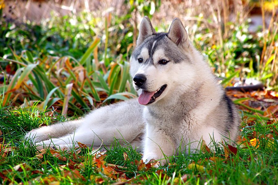 Photo of Siberian Miracle Hero Of My Heart