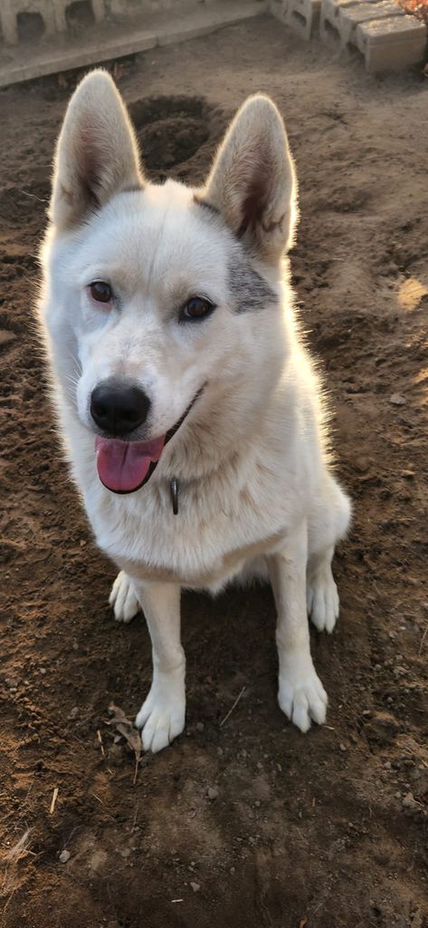 Photo of Broken Trail’s Alice of Rajenn