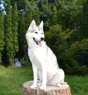 Photo of Husky Haven Ars Nova
