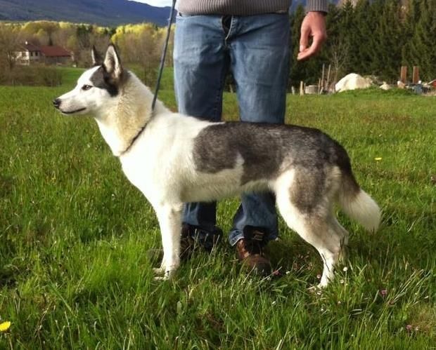 Photo of Ainoa Of White Mountain Alaska