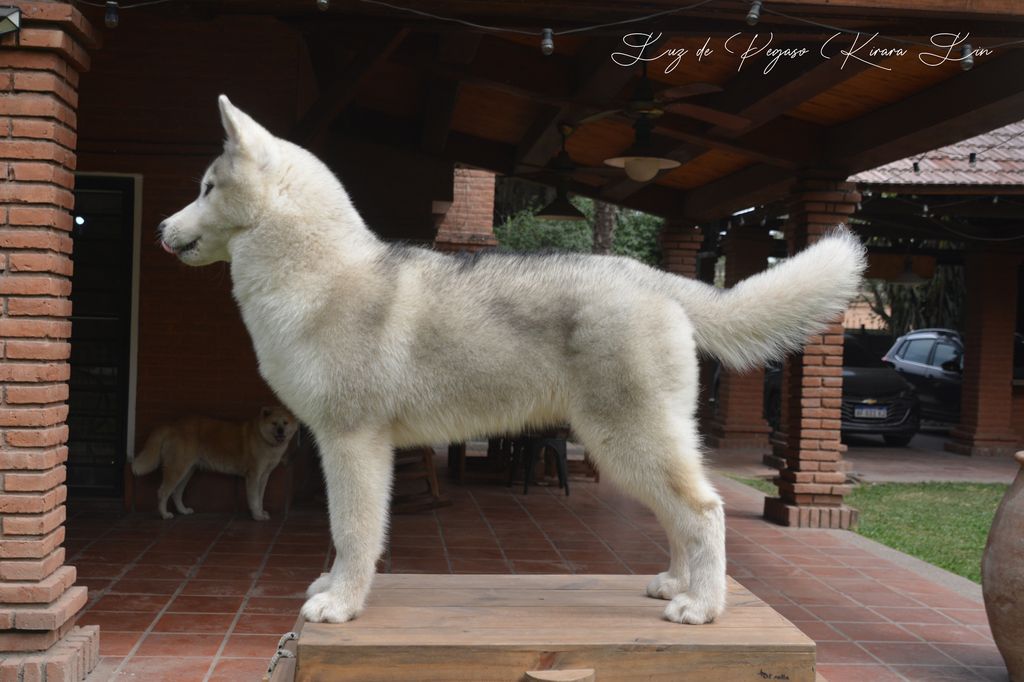 Photo of Luz de Pegaso Kirara Lin