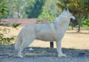 Photo of Apache Sun Of Siberian Lady