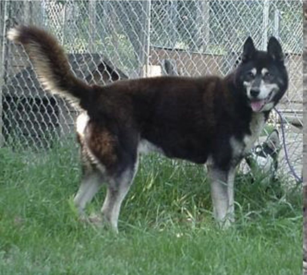 Photo of Alaskan’s Balto Of Anadyr