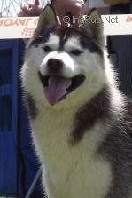 Photo of Siberian Grace Splendid Man