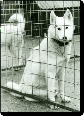Photo of Nick Of Kolyma