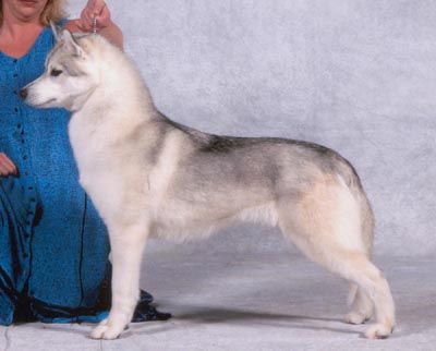 Photo of Shapali’s Remembering Romance