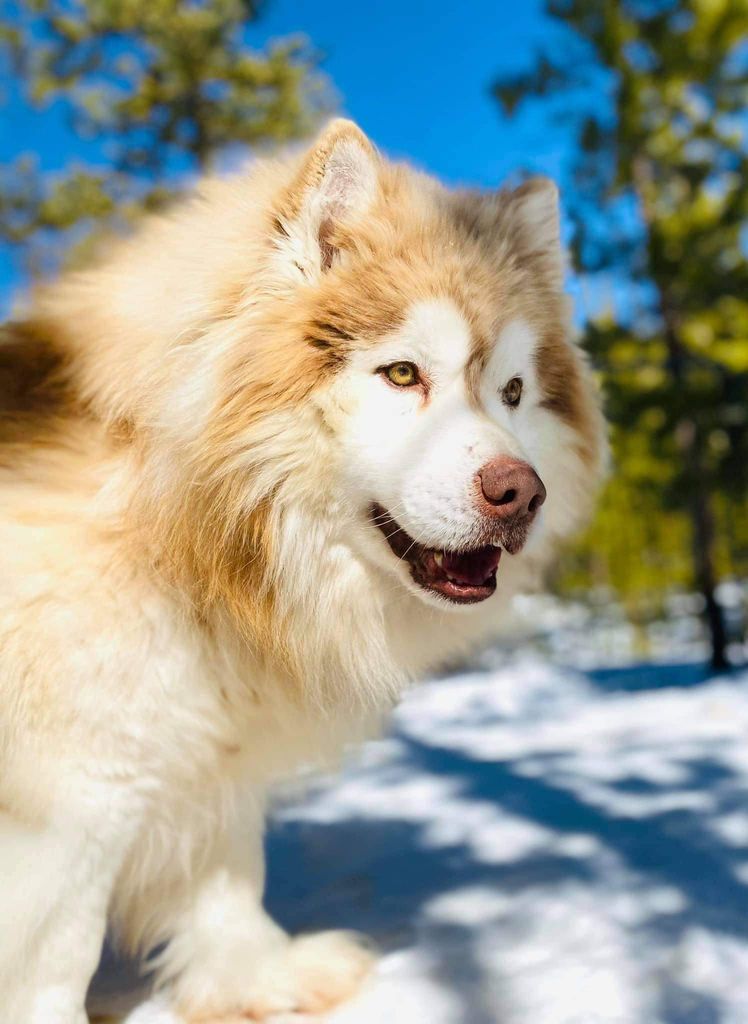 Photo of Josiah of Heavenly Huskies