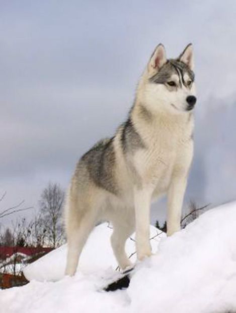 Photo of Husky Haven Yana