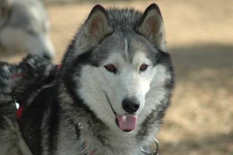 Photo of NorthWapiti’s Draco