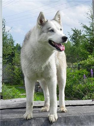 Photo of Husky Haven Huana