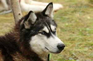 Photo of Indira