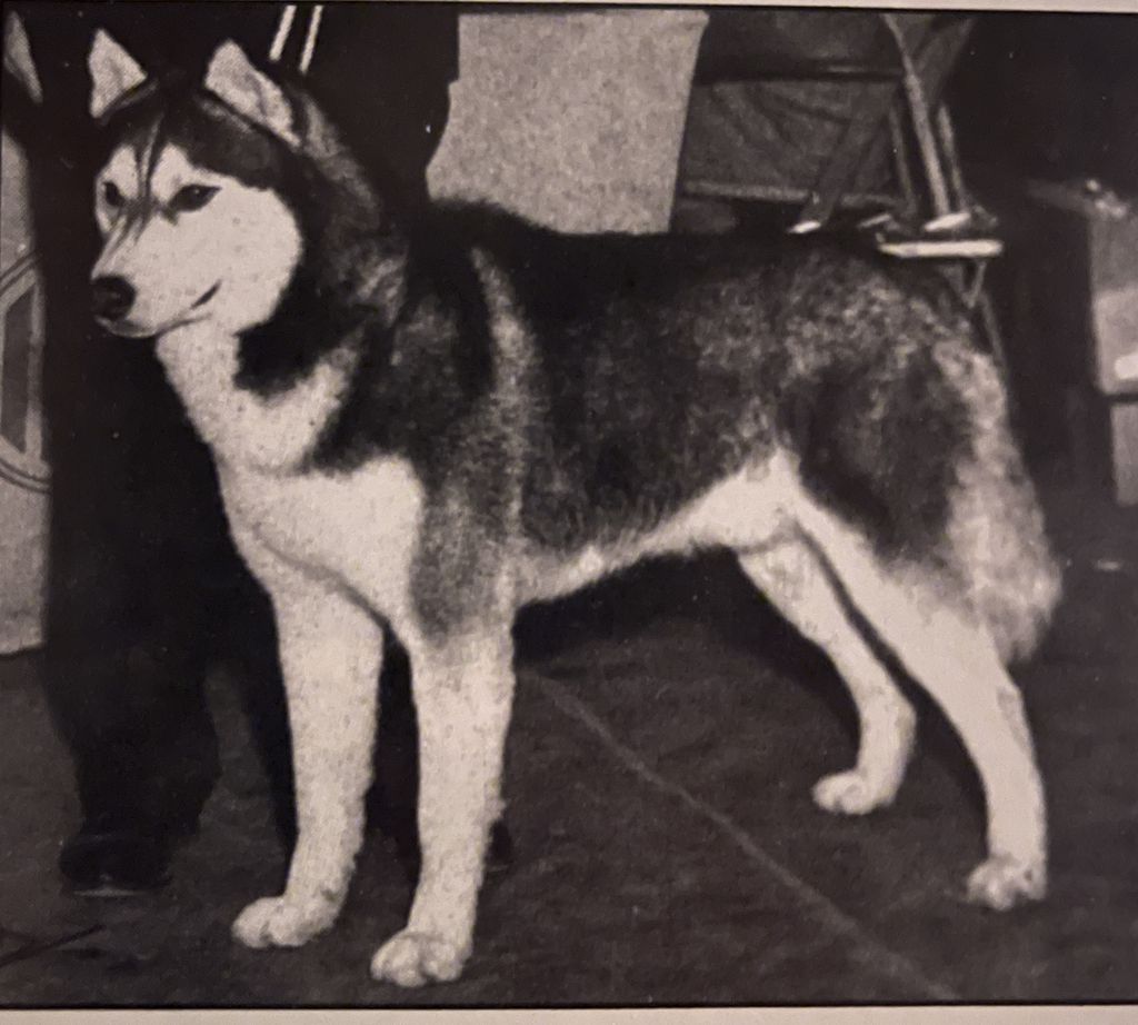 Photo of Frosty Aire’s Banner Boy