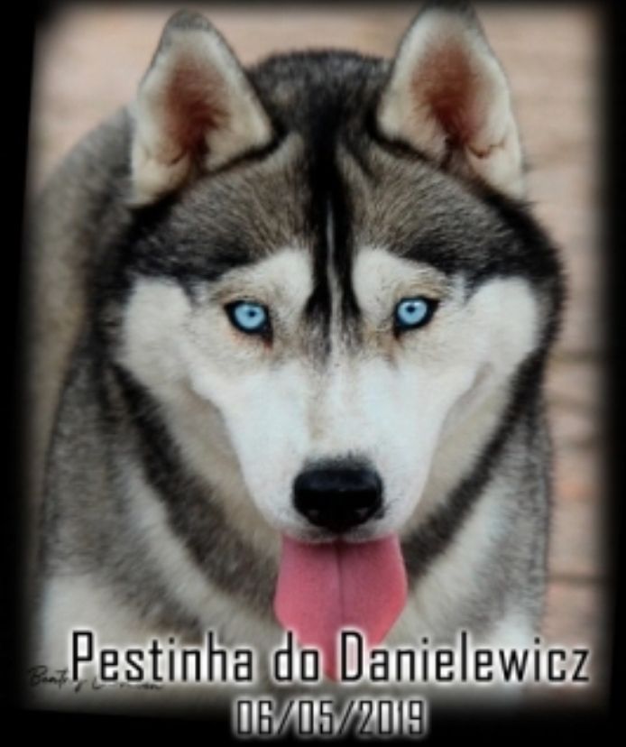 Photo of Pestinha do Danielewicz